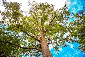 How Our Tree Care Process Works  in  Huntington, TX