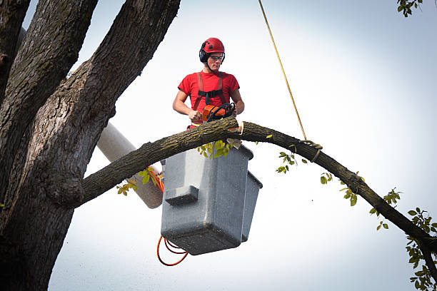  Huntington, TX Tree Services Pros